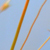 Flora 5 von 36