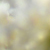 Flora 13 von 24