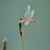 Murtensee Natur 10 von 24