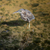 La Digue Fauna 7 von 36