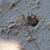 La Digue Fauna 10 von 36