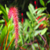Mahé Fauna 6 von 36
