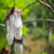 Mahé Fauna 25 von 36