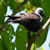 Praslin Katamaran 17 von 36
