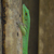 Praslin Vallée de Mai 33 von 36