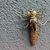 Libellula Aeshna cyanea 2 von 24