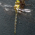 Libellula Aeshna cyanea 24 von 24