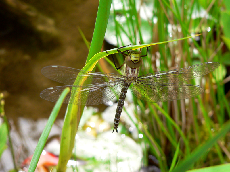 Libellula Aeshna cyanea 16 von 36