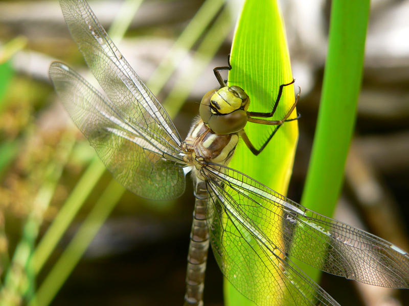 Libellula Aeshna cyanea 20 von 36