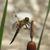 Libellula Aeshna cyanea 27 von 36