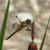 Libellula Aeshna cyanea 28 von 36