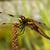 Libellula Aeshna cyanea 34 von 36