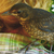 Ramira - Turdus merula 12 von 12