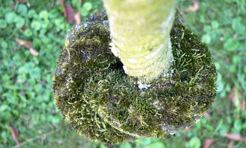 Fotogalerie Details