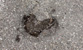 Fotogalerie Herzen Bild 44