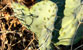 Fotogalerie Herzen Bild 66