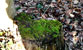 Fotogalerie Herzen Bild 78